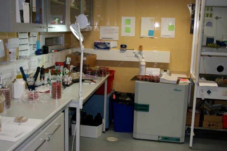 Laboratorionäytteestä apua tuotantoeläinten hoitoon