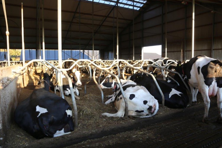 FarmTest: Lietteestä separoitu kuitu on käypä kuivike