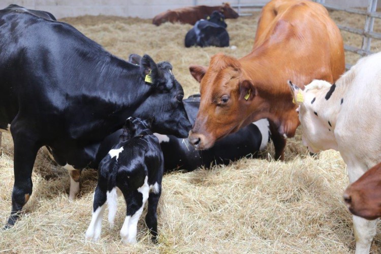 FarmTest: Taudit kannattaa torjua jo poikimakarsinassa