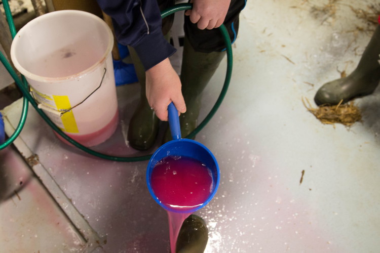 Kurja, kallis, työläs ja ahdistava Mycoplasma bovis on jo noin 60 suomalaisella nautatilalla