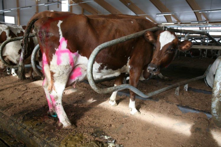 Jo kertaalleen saneerattu Streptococcus agalactiae palaamassa lypsykarjojen riesaksi