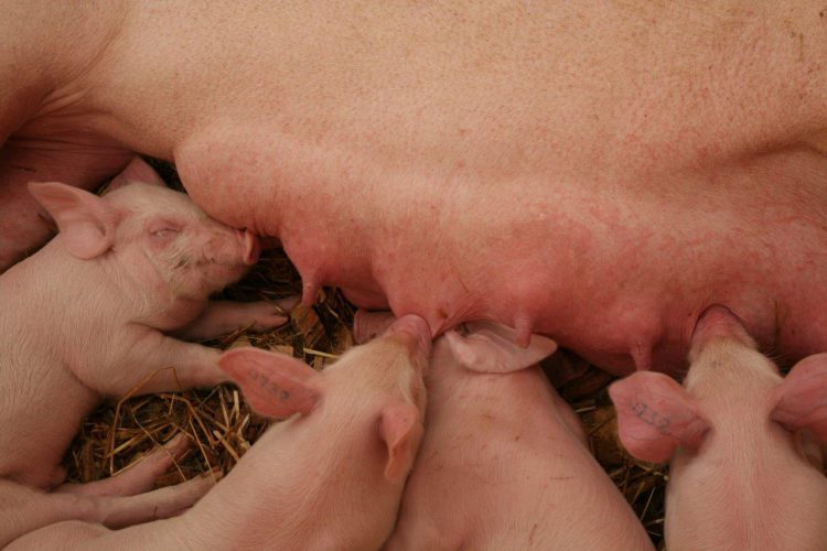 Pahnuekoko jatkaa kasvuaan: pitäisikö emakoiden nisälukua lisätä?