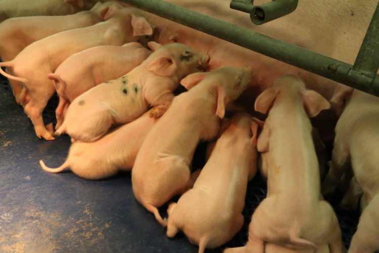 Porsastuotannon tehokkuuden arviointiin on erilaisia mittareita