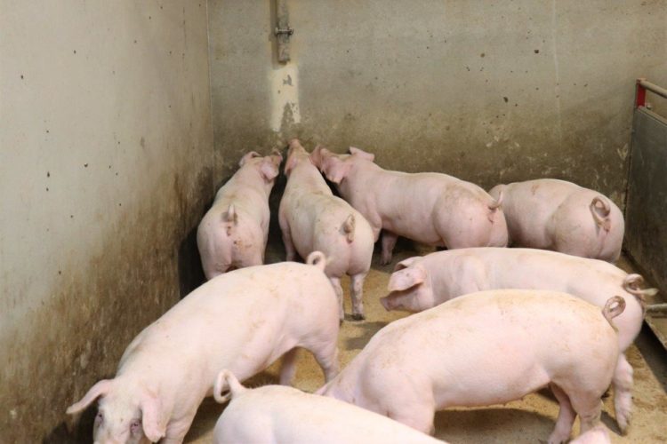 Tiivistekuivikkeet ovat uusi tapa sikalan kuivitukseen