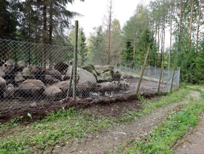 Villisikatarhakin suojautuu afrikkalaiselta sikarutolta