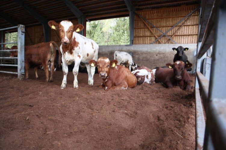 Turvealan muutokset näkyvät kotieläintiloilla Kuivikevaihtoehtojen etsiminen käynnissä