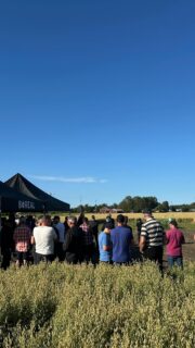 Boreal Kasvinjalostuksen pellonpiennartilaisuus Isossakyrössä Timo Ikolan pellolla keräsi runsaasti yleisöä 7.8.2025 @borealkasvinjalostus