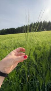 Puintisäät ovat nyt niin ankeat, että on pakko palata hetkeksi heinäkuun helteisiin. Monitahoinen #Bertta -ohra oli vielä vihreää Matti Teittisen pellolla 22.7.2025 Joroisissa. @peltosiemen @mattijiitee @borealkasvinjalostus
