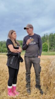 Team Kimolan Bright puitiin ja punnittiin 20.8. Minni ja Janne Rouhiaisen kikka viime syksyn vedenpaljoutta ja talvituhoja vastaan oli jankkuroida pelto ennen kylvöä. Esikasvi oli herne, josta osa jouduttiin murskaamaan peltoon. Brightin kiusana ovat olleet myös hanhet. Kouvolan Kimolassakin oli keväällä kuivaa, mutta jollain konstilla Minni ja Janne saivat Brightin versomaan, tai ainakin pitämään useamman tähkän kuin kilpakumppanien vehnät. Sadonmääritystä hoiti Henna Aapro ja lopullinen puintikosteus mitattiin @maatalousmerilainen Lahdessa. #satokisa2026