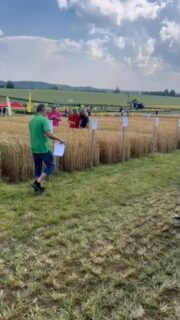 Etelän Vetelät -joukkueen lajikevalinta oli #Ceylon #KMRuutukisa #hauhonpeltopäivä @lantmannenagro