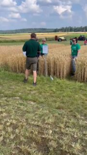 ProAgrian syysvehnä on yksi ennakkosuosikeista #KMRuutukisa #hauhonpeltopäivä @lantmannenagro