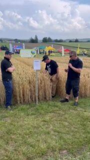 Voittajatiimin kisaruutu näyttää tältä #KMRuutukisa #hauhonpeltopäivä @lantmannenagro