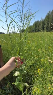 Petri Tanskasen Sinuhe-rypsi Polvijärvellä 24.7. oli lopettelemassa kukintaansa. @petritanskanen10