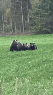 EUn suurpetopolitiikka tulee varsin likelle KMn toimittajan arkea Kiteellä. Emokarhu on turhan tuttavallinen, ja vierailee säännöllisesti kahden pentunsa kanssa ihmisten pihamailla. Sitä kiinnostavat kompostit, omenapuut ja erityisesti hunajantuotanto. Sähköaita pidättelee sitä, eikä ryövää aidan takana olevaa mehiläispesää, mutta keskellä pihamaata lojuvat tyhjät mehiläisvahakennot saavat kyytiä. Emo ja pennut tykkäävät laiduntaa apilanurmessa. Nämä eivät osaa säikkyä ihmistä, mutta toimittaja kyllä säikkyi näitä, kun tulivat pihamaalla vastaan. Karhuvideo on kuvattu turvallisesti ikkunan takaa.