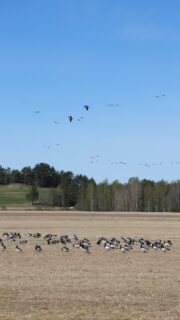 Hanhitilanne on taas tänä keväänä erityisen vaikea. Tältä tilanne näytti äitienpäivän aamuna Kiteenlahdella Pohjois-Karjalassa. #valkoposkihanhi