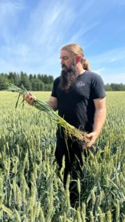 Samuel Jussilan Bright on kylvetty syyskuun alussa kuminan puinnin jälkeen. Bright viljellään siemeneksi. Kovimpien pakkasten aikaan lumipeite oli turhan ohut, ja Bright paljastui vitivalkeana lumen alta. Huhti-toukokuu olivat Janakkalassa historiallisen kuivat, mutta kesäkuun kattoremppa toi mukanaan sateet. Video on kuvattu 15.7. Seuraavan viikonlopun (18.7.) sateet lakoonnuttivat kisavehnää vähän. #satokisa2026 #Bright @tilasiemen @jussila.samuel