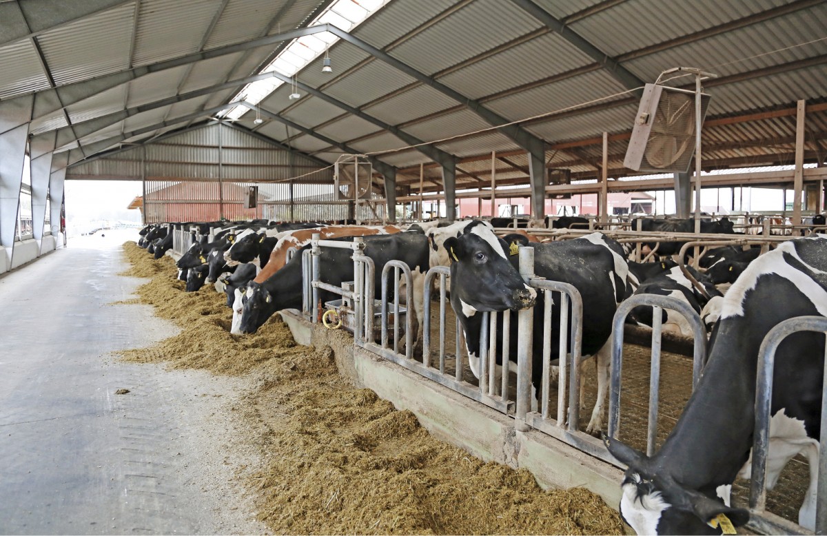 Derbovenin vanhemmissa halleissa lehmillä on runsaasti ruokintatilaa ja rehua edessä. Tässä hallissa niskaputket eivät haittaa syömistä, ja ruokintapöydät ovat sivuilla. Avoimet seinät tarjoavat raitista ilmaa. Näissä oloissa syntyy yli 50 000 maitokilon keskimääräinen elinikäistuotos, joka Saksassakin on harvinainen. Saksassa keskipoikimakerta on viime vuosina ollut 2,5 paikkeilla. Holstein-rodun 50-tonnareita oli vuonna 2009 elossa noin 200 000 eläintä. Niiden määrä on kuitenkin 2000-luvulla kasvanut 5–8 prosenttia vuodessa.