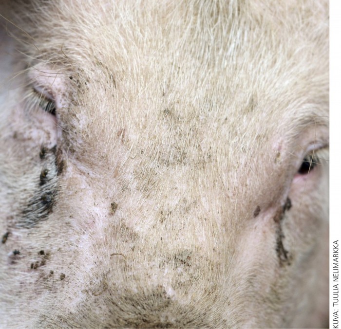Mustista silmän aluksista on mahdollista saada helppo ja yksinkertainen mittari sikojen stressille. Silmien alta voi nopealla silmäyksellä nähdä, miten siat sikalassa voivat.